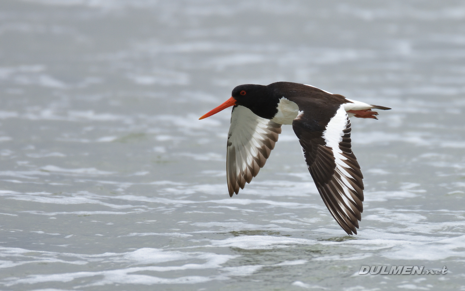 Eurasian oystercatcher (Haematopus ostralegus)